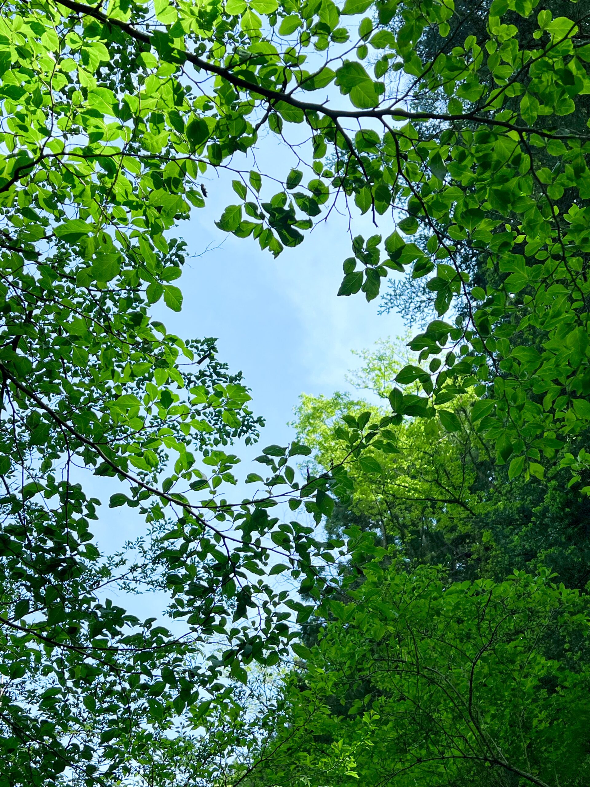 新緑の季節🍃|スタッフブログ|悠悠ホーム | 福岡・熊本・佐賀その他近郊エリア
