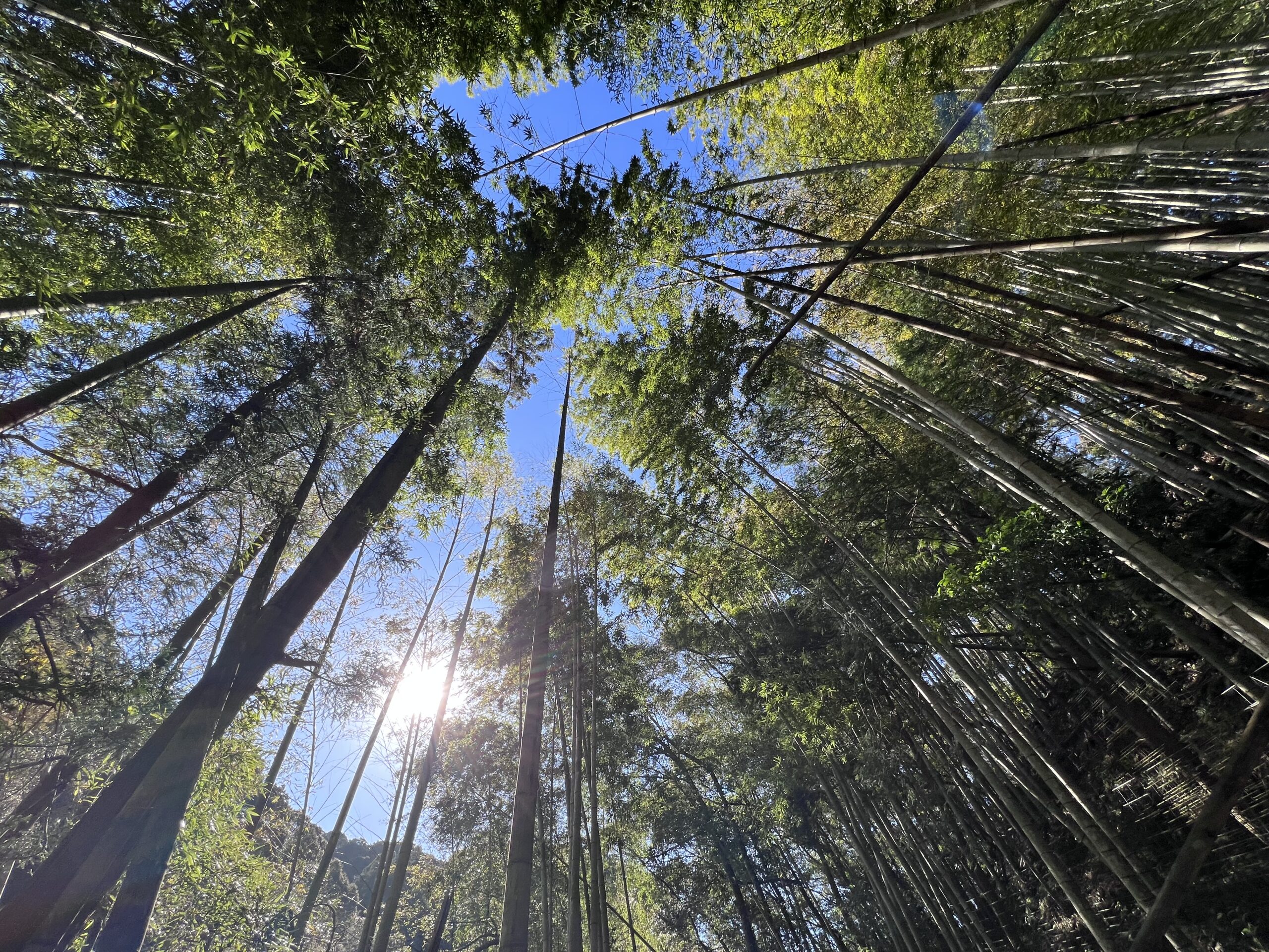竹林の静寂に身を置く。山道散歩で手に入れた、心を整えるウェルビーイングな時間