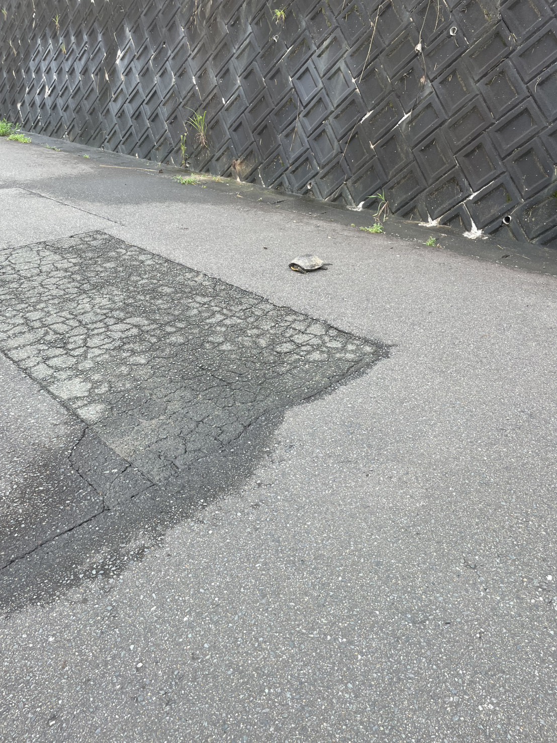 雨ときどき。。
