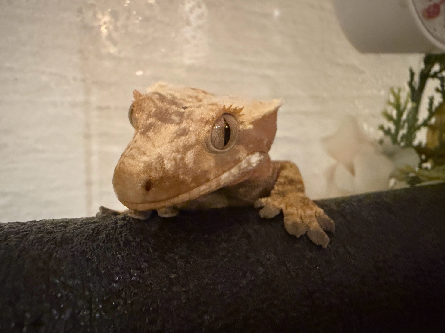 我が家の癒し担当🦎